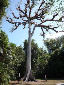 Ceiba tree at Tikal