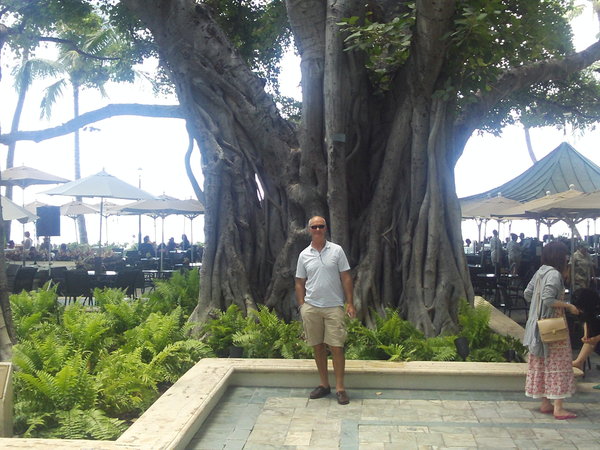 In front of the Banyan tree