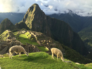 Lamas at Machu Picchu