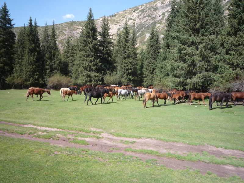 Jeti Ogutz, horses roaming free in the high pastures