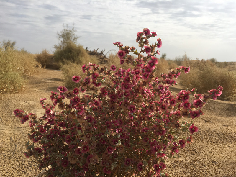 Only the occassional flowering plant to be seen in this dry desert