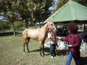 Akhal-Teke horse 