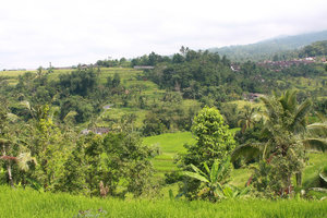 Jatiluwih rice fields