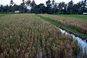 Rice field Bebek Bengil