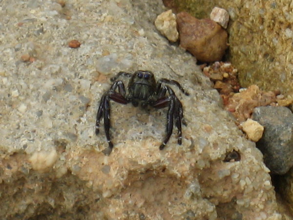 Jumping spider checking us out!