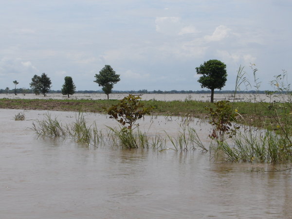 Flooded rice fields