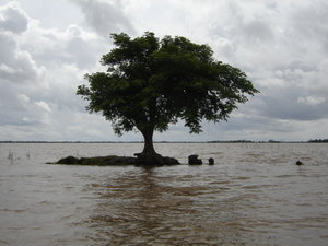 Tree in the flooded water