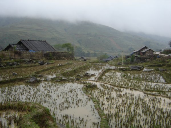Rice fields and village