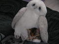 owl and pebbles 1