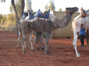 OUR CAMEL: RINGEE