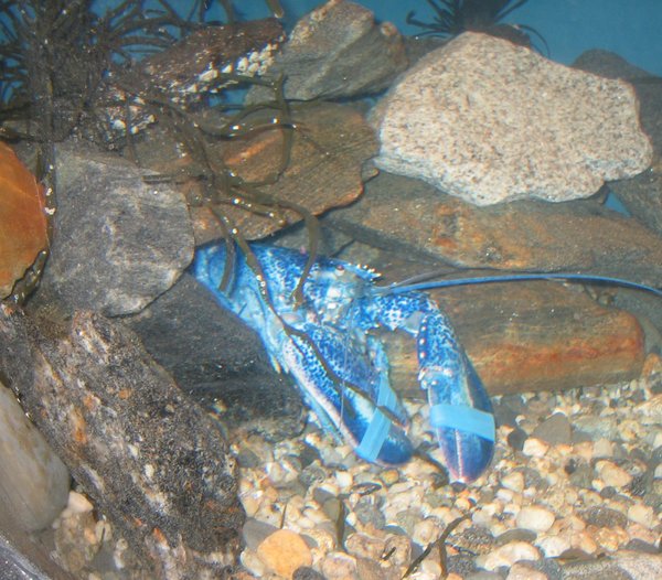 A BLUE LOBSTER