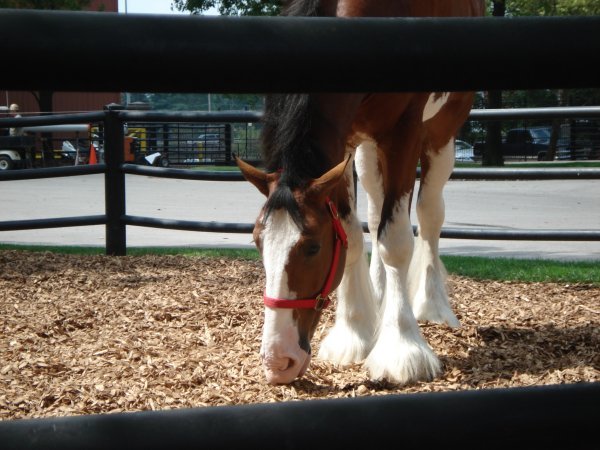 Clydesdale at the Anheiser-Busch Brewery