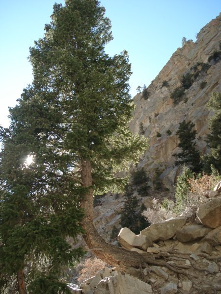 Awesome tree on the side of the cliff