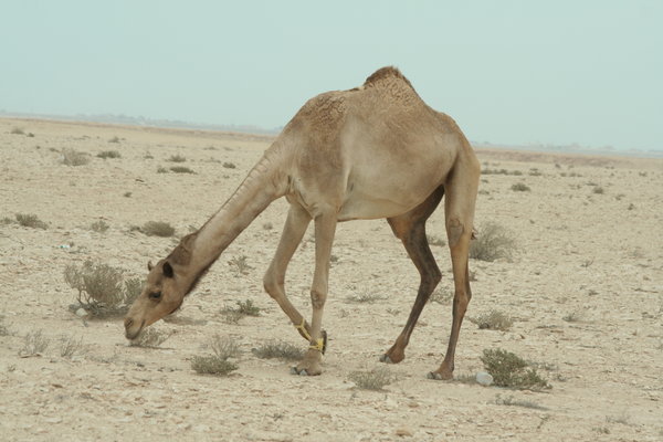Camel, 