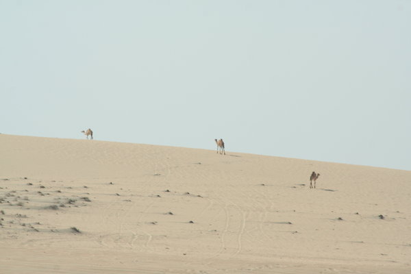wild camels in the desert