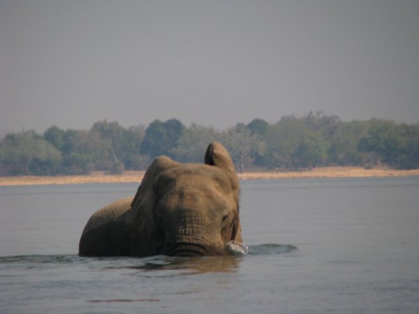 Elephant snorkelling