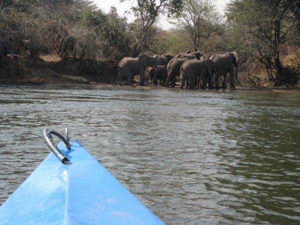 Elephants on the bank
