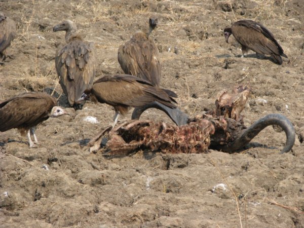 Vultures on carcass