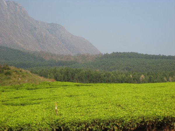 Tea plantations at the base of Mt Mulanje