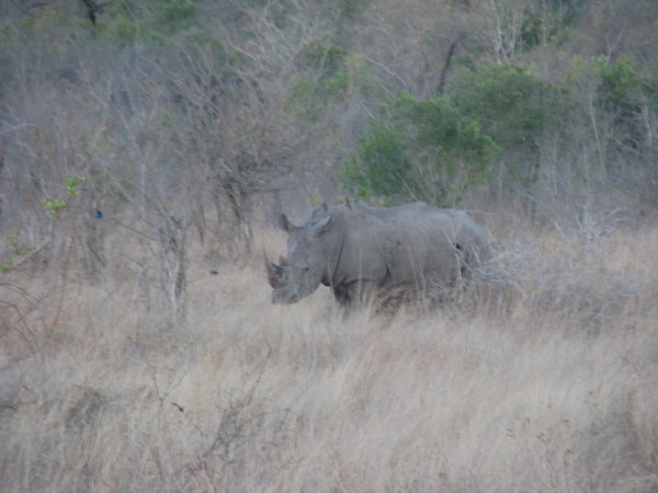 Rhino - Kruger