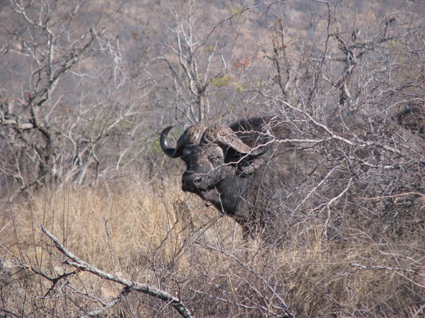 Buffalo - Kruger