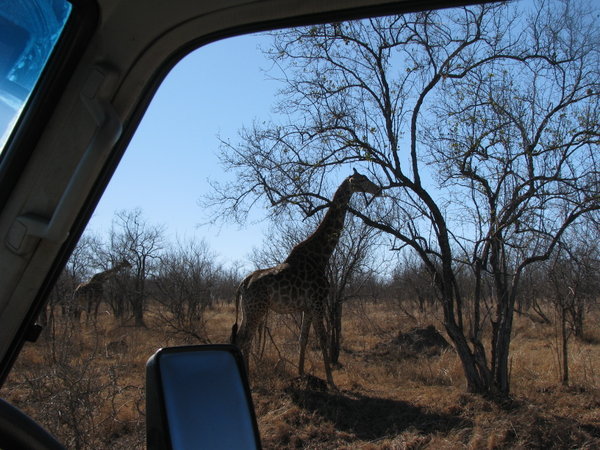 Giraffe very close by - Kruger