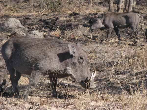 Warthog - Pumba - Kruger