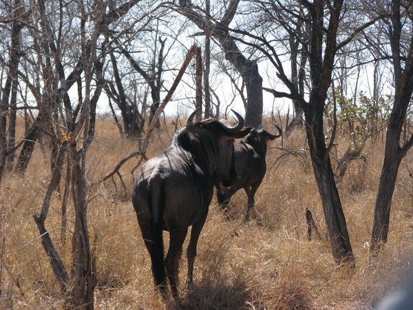 Wildebeast - Kruger