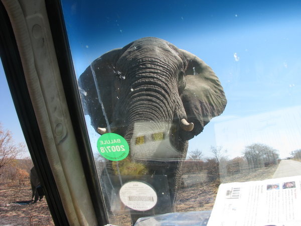Elephant at the truck