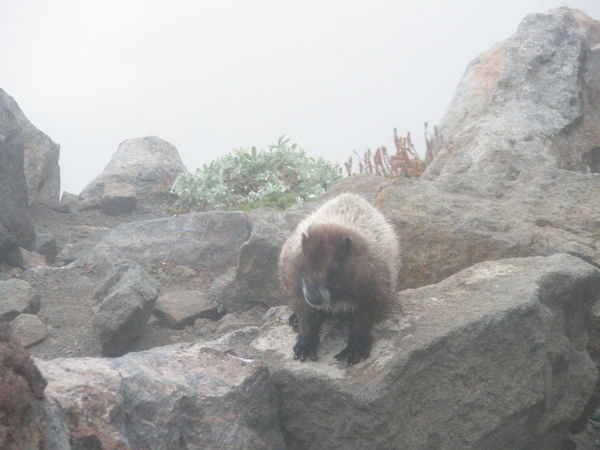 A friendly little marmot