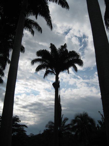 The lone palm tree
