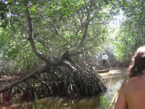 Through the mangrove forest