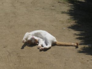 Cat sunbathing 