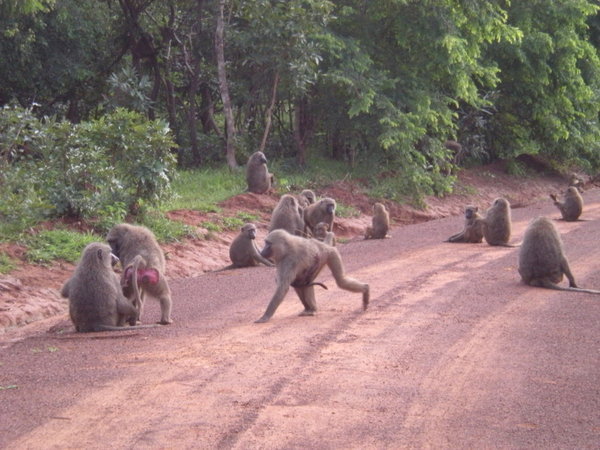 baboon family