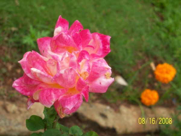 Flower in the Garden of the Monastery