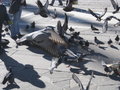 A Flock of Pidgeons in Front of the Duomo