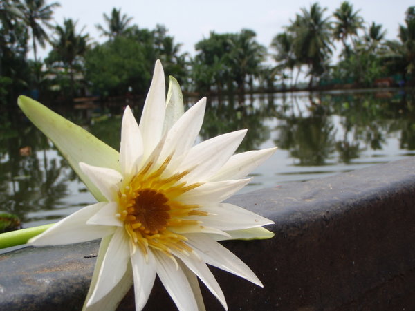 Lotus flower from the canal
