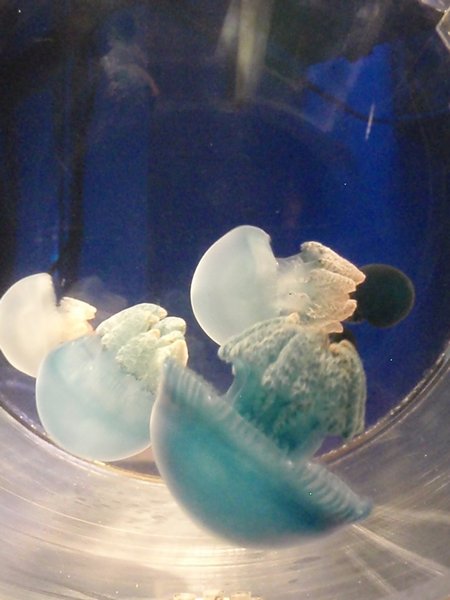 Busan Aquarium Jellyfish