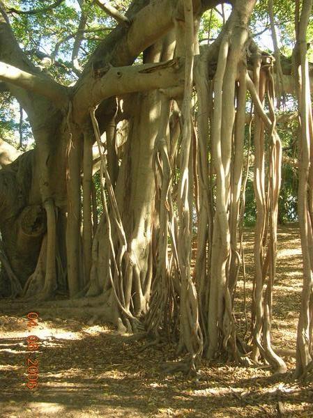A Mangrove Tree