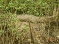 A Real Life Croc On The Daintree River