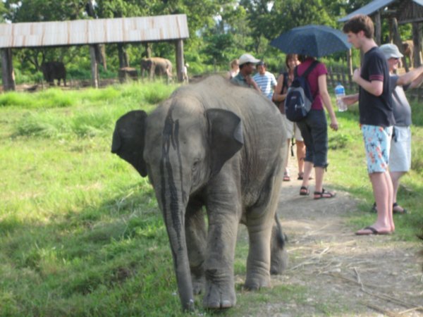Elephant baby at the breeding centre