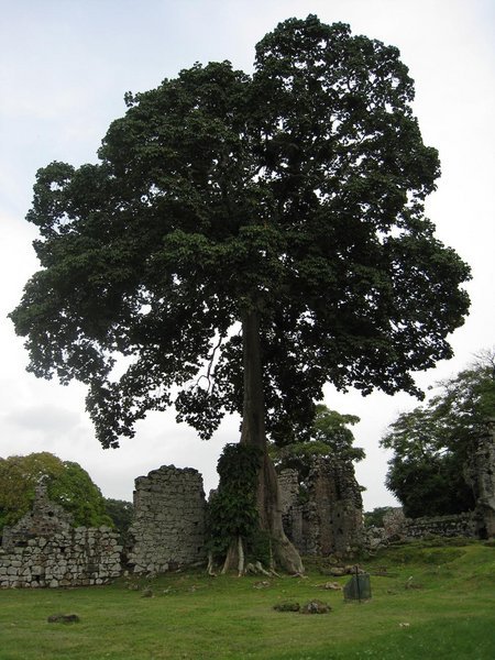 Panama Ruinas big old tree