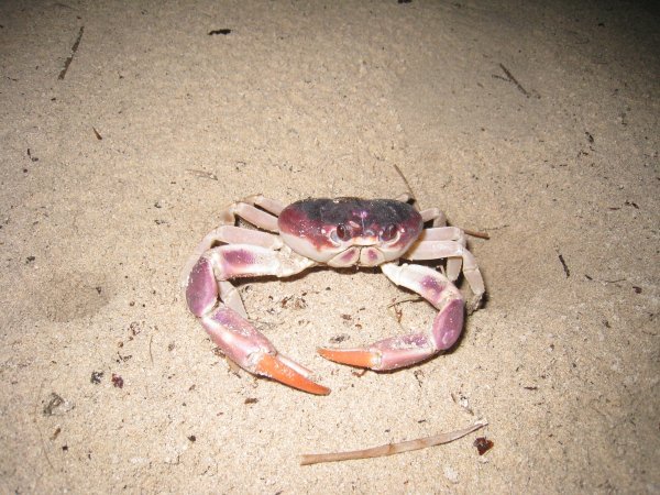 Crabs crabs n more crabs