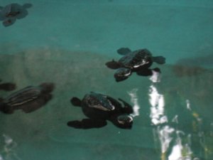 Baby turtles close up