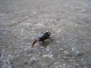So I love photos of bugs