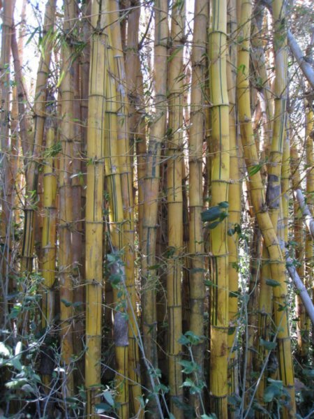 Wild bamboo closeup