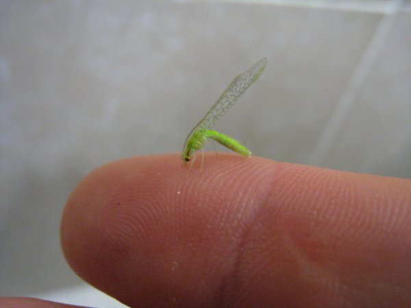 Insect I saved from the sink