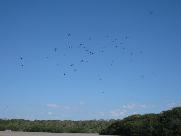 Frigate birds hovering all around