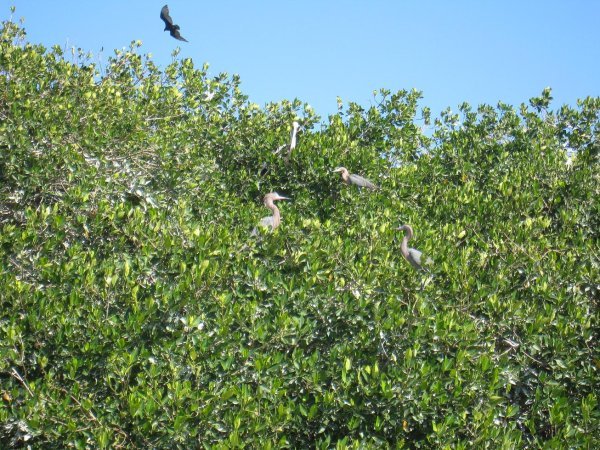...and Pelicans in the trees!