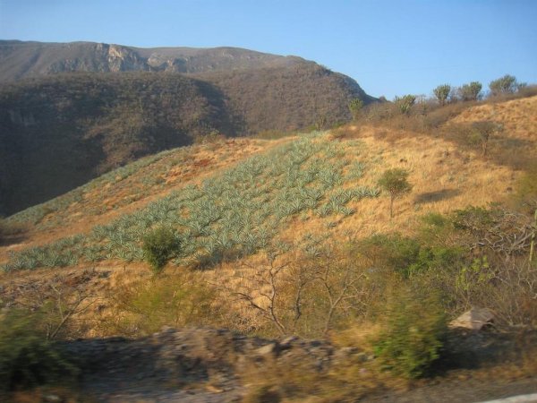 Agave fields
